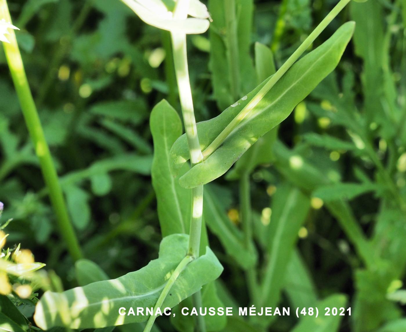 Bird`s eye cress leaf